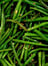 Green Beans