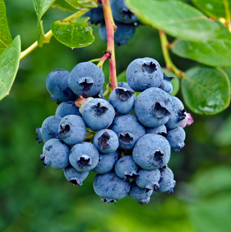 Blueberry Fruit Tea.