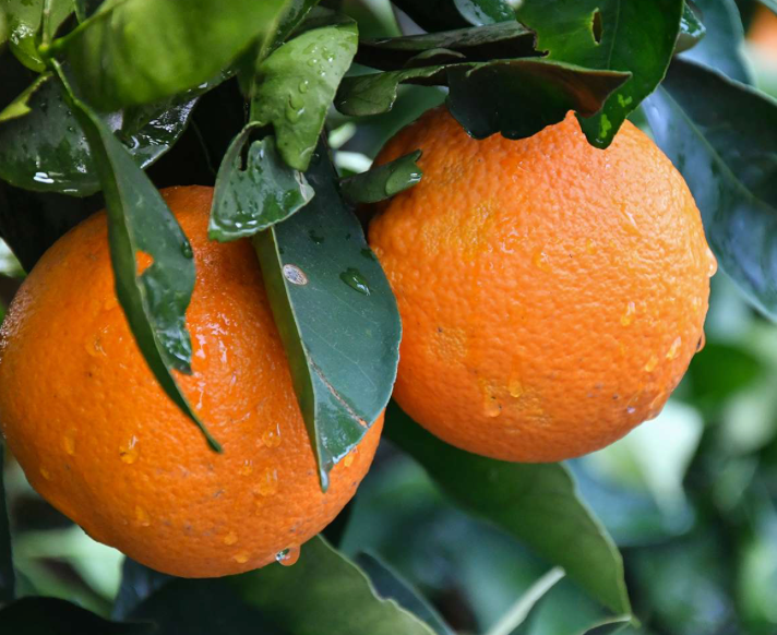 Orange Fruit Tea.