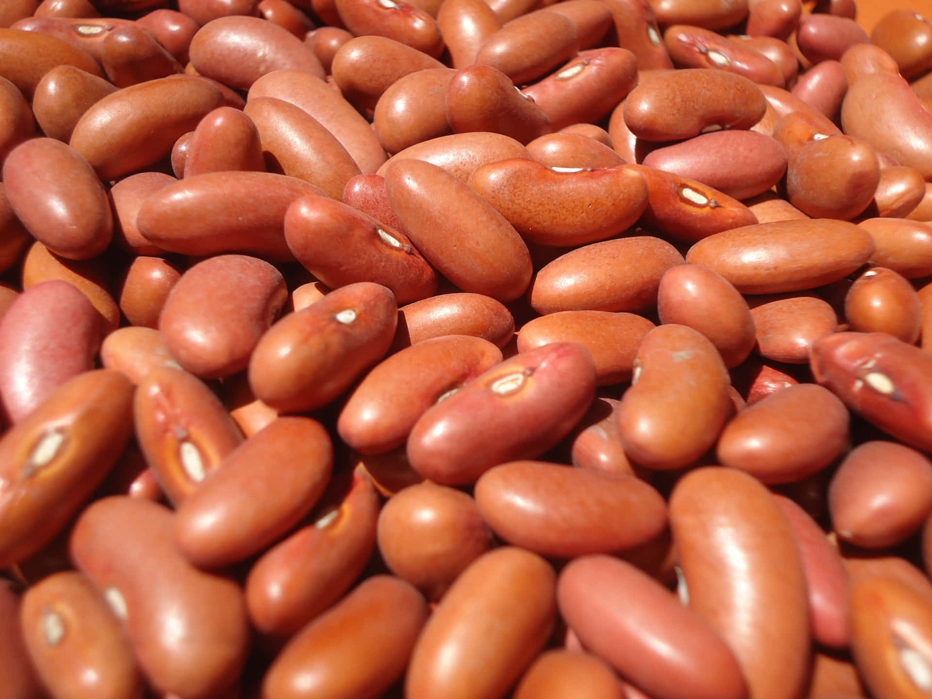 House Beans 16oz.