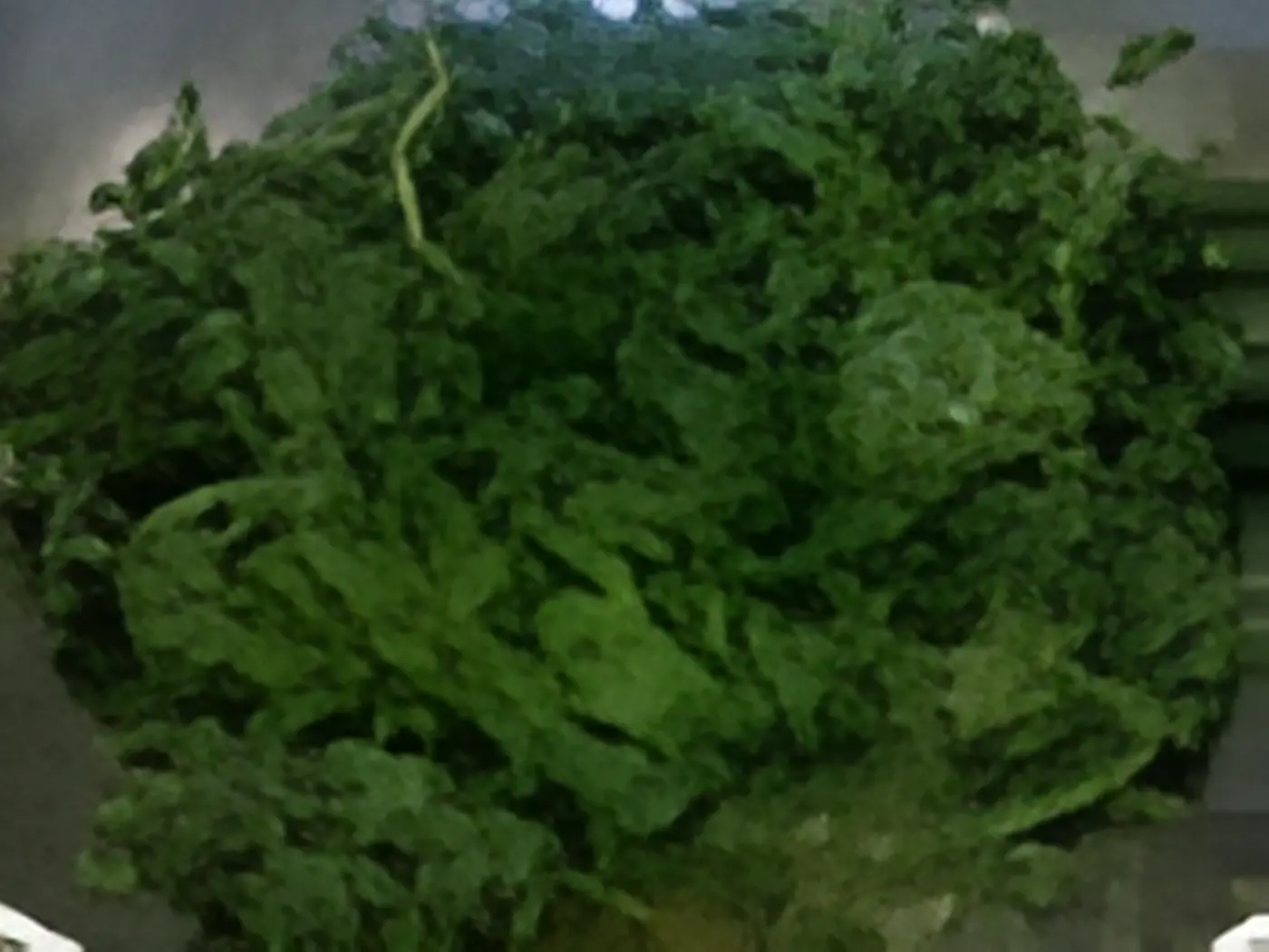 Sesame Spinach - Catering.