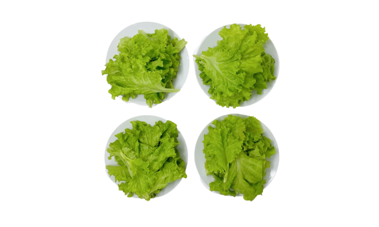 Oak Leaf Lettuce (1/3 lb).