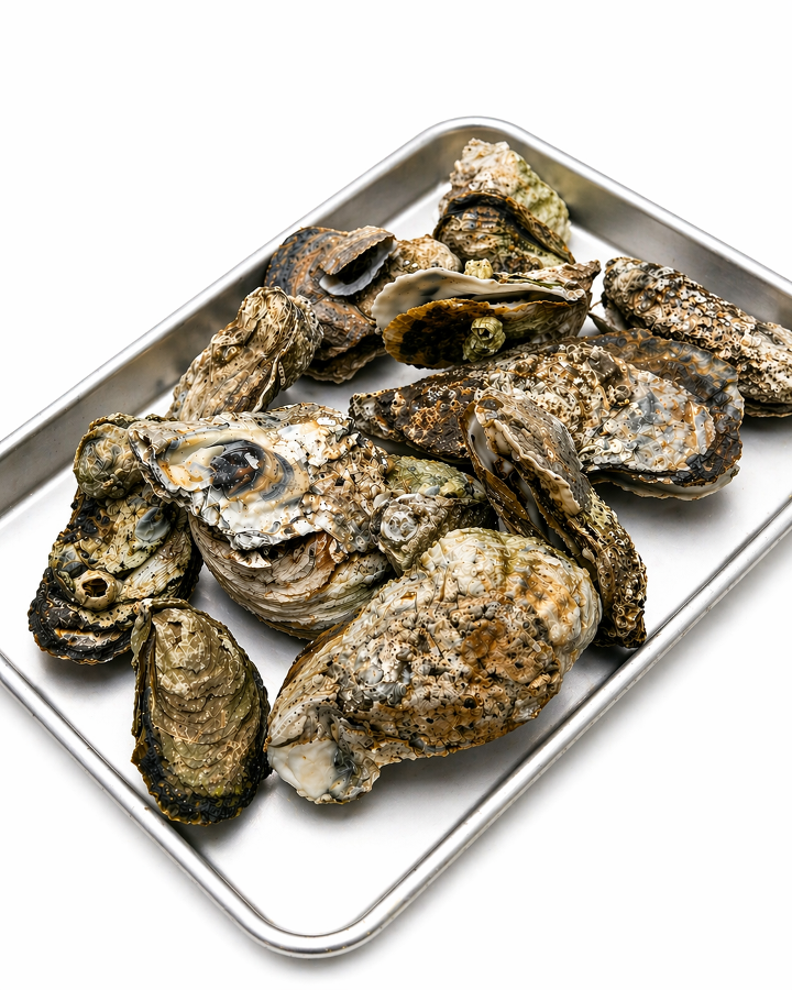 12 Oysters.