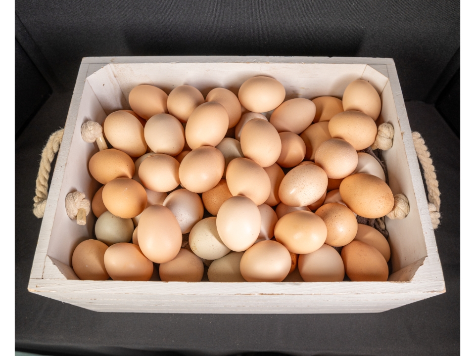 Fresh Eggs-12.