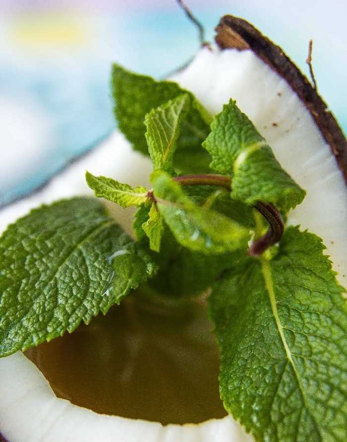 Coconut Mint Tea.