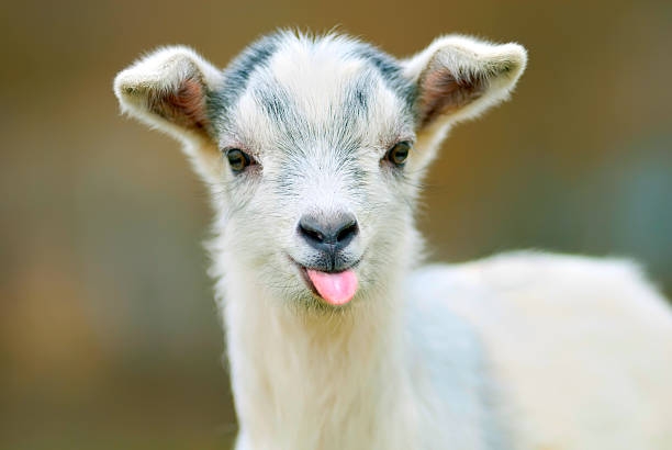 Nanny Goat.