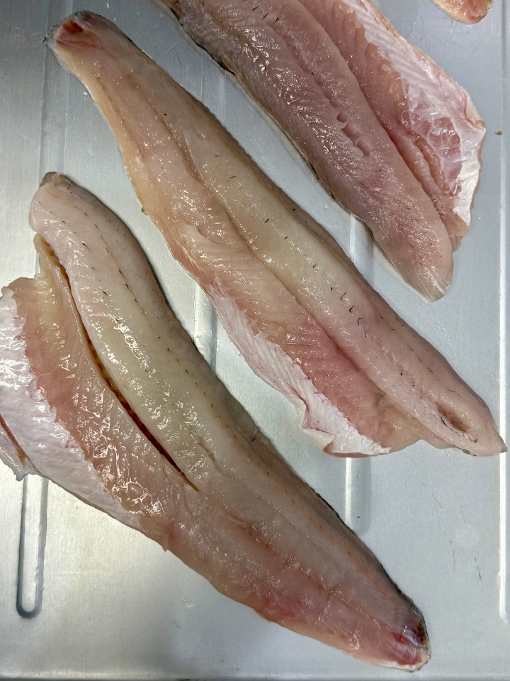 Walleye.