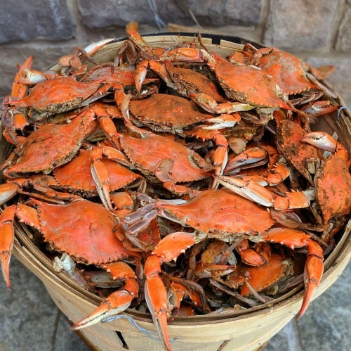 Male 2 Dozen.