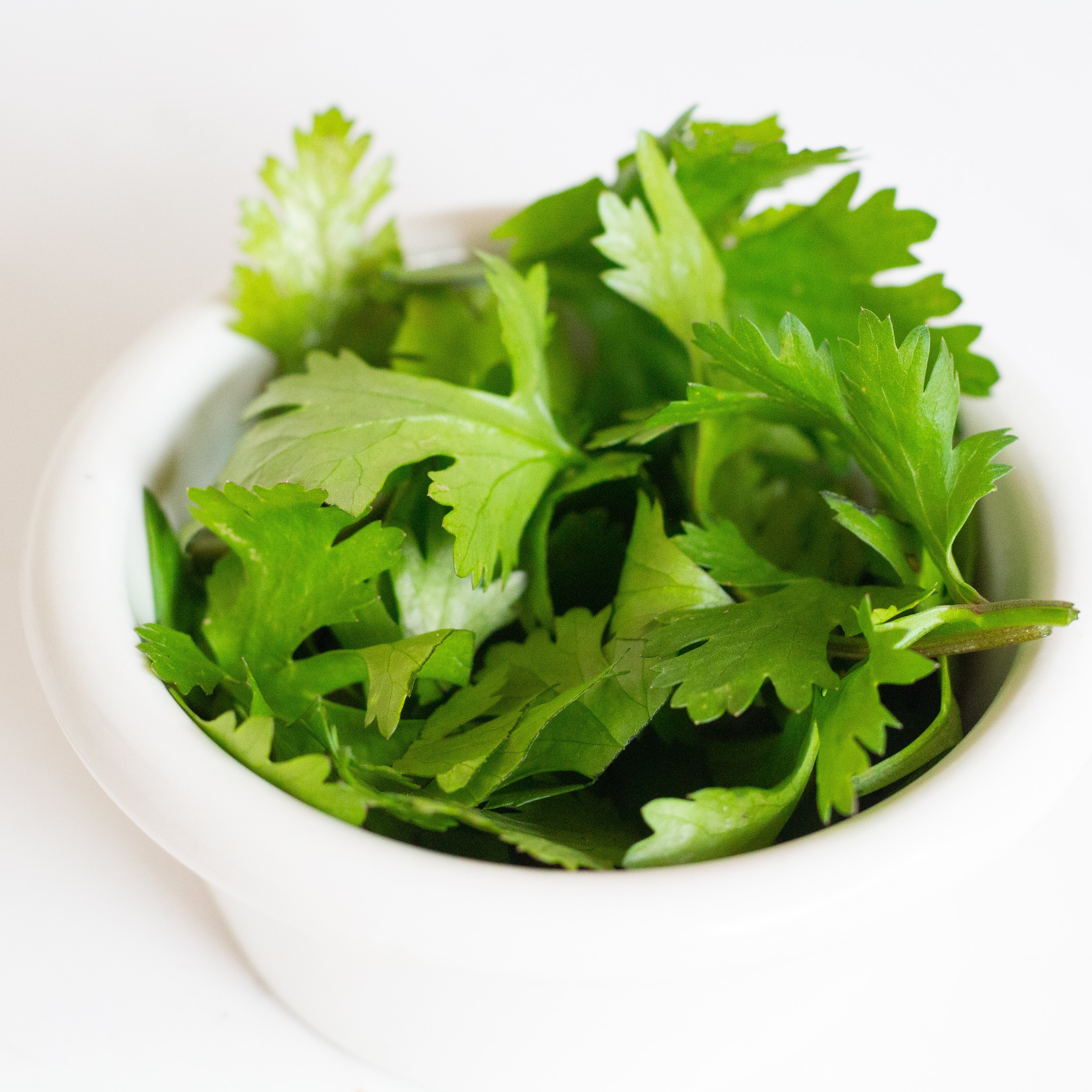 Organic Cilantro.